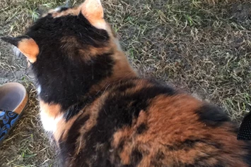 Wohnmobilstellplatz: Die „Stellplatz-Mieze“ - eine liebe schnurrende Katze - Camper Stellplatz "VORMFELD"