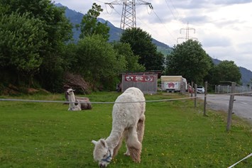 Wohnmobilstellplatz: Lamas neben an - Landgut Edelweiss