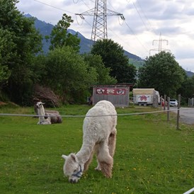 Wohnmobilstellplatz: Lamas neben an - Landgut Edelweiss