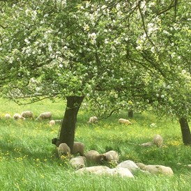 Wohnmobilstellplatz: Unsere Schafe unter den blühenden Obstbäumen ... - Weinfelden, Weinbau Thomas und Susi Germann