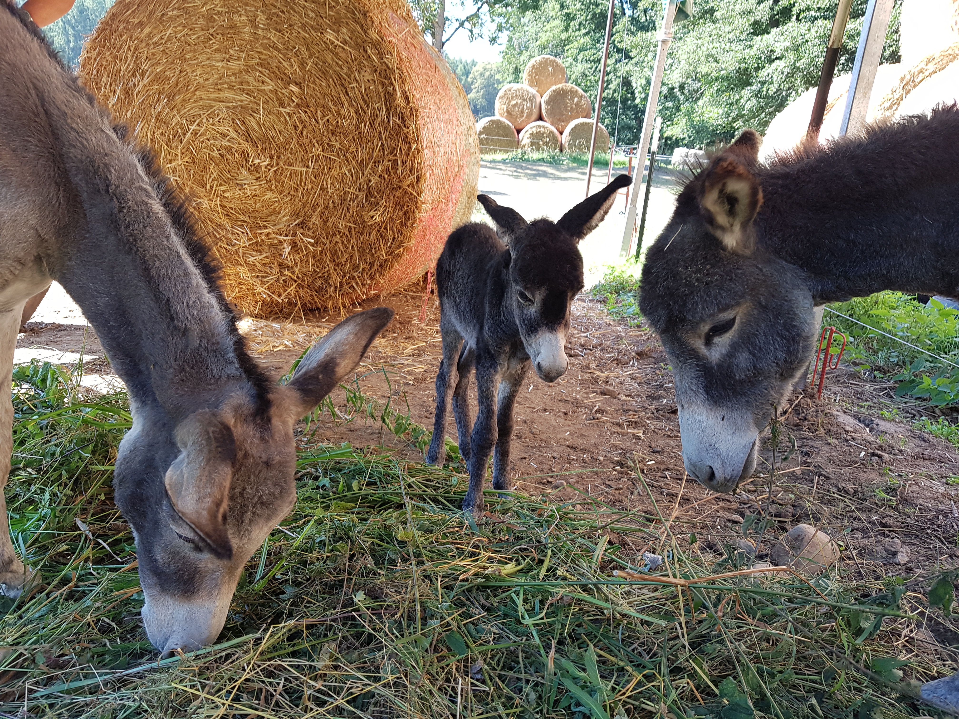 Reisemobilstellplatz - Reiten - Brandenburg - Stellplatz auf der Ranch an der Mecklenburgischen Seenplatte