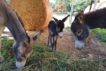 Wohnmobilstellplatz: Stellplatz auf der Ranch an der Mecklenburgischen Seenplatte 