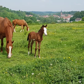 Wohnmobilstellplatz: Stellplatz auf der Ranch an der Mecklenburgischen Seenplatte 