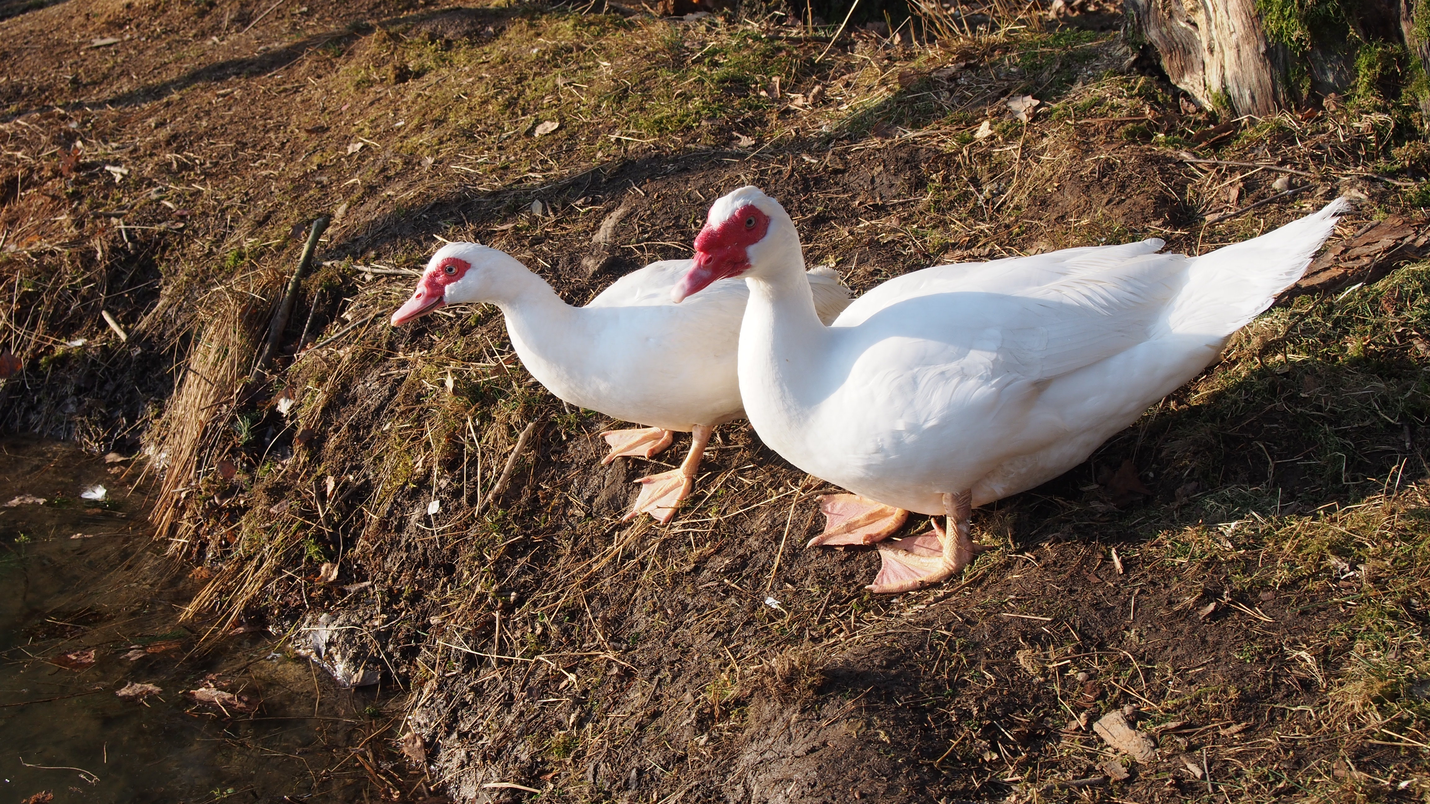 Reisemobilstellplatz - Hunde erlaubt: Hunde erlaubt - Tschechien - Mikrofarma Holetín