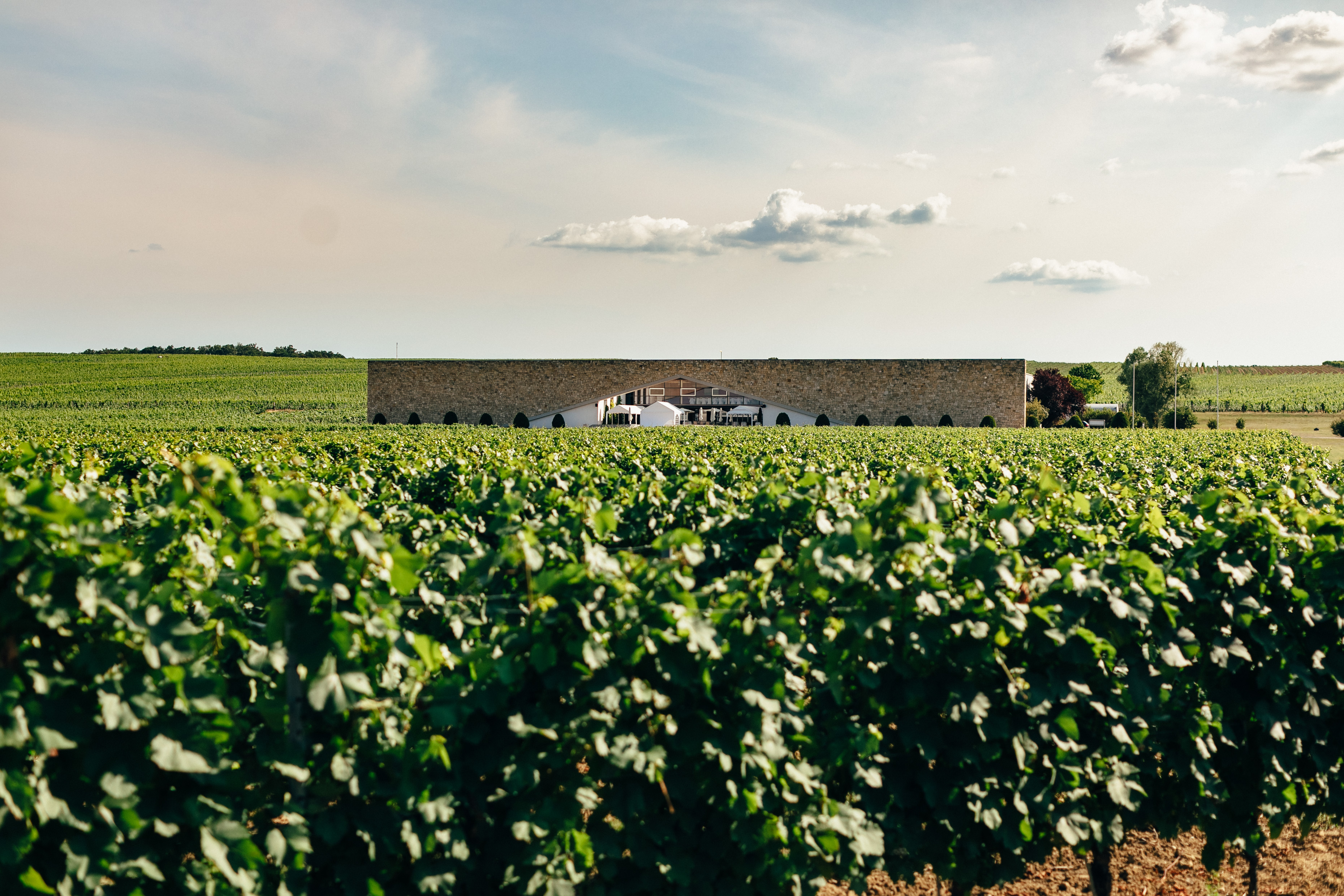 Wohnmobilstellplatz: Eichenwald Weine - Horitschon