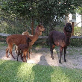 Wohnmobilstellplatz: Wohnmobilstellplatz und Fewo am Tierpark Tirica