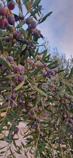 Wohnmobilstellplatz: Olivas  - Los Olivos Camper Park