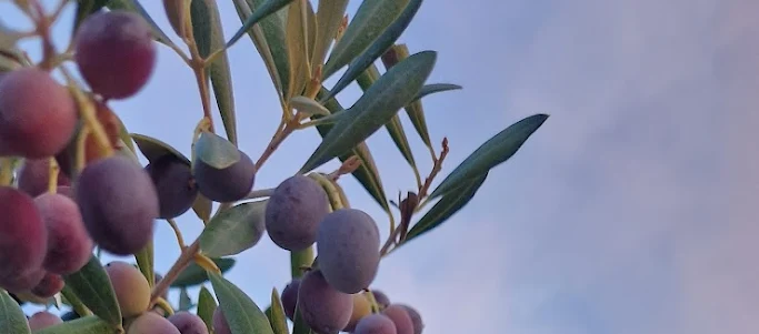 Wohnmobilstellplatz: Olivas - Los Olivos Camper Park