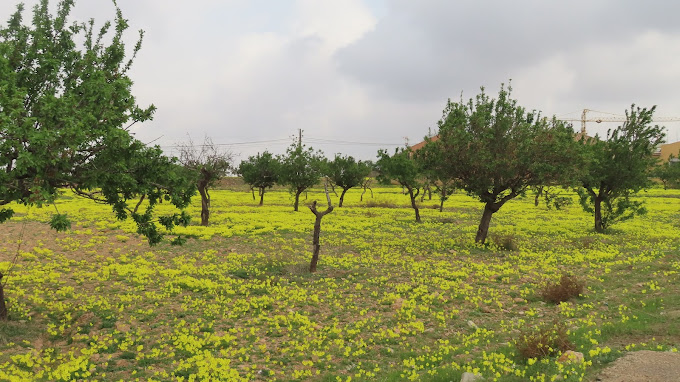 Wohnmobilstellplatz: Vistas y alrededores. - Los Olivos Camper Park