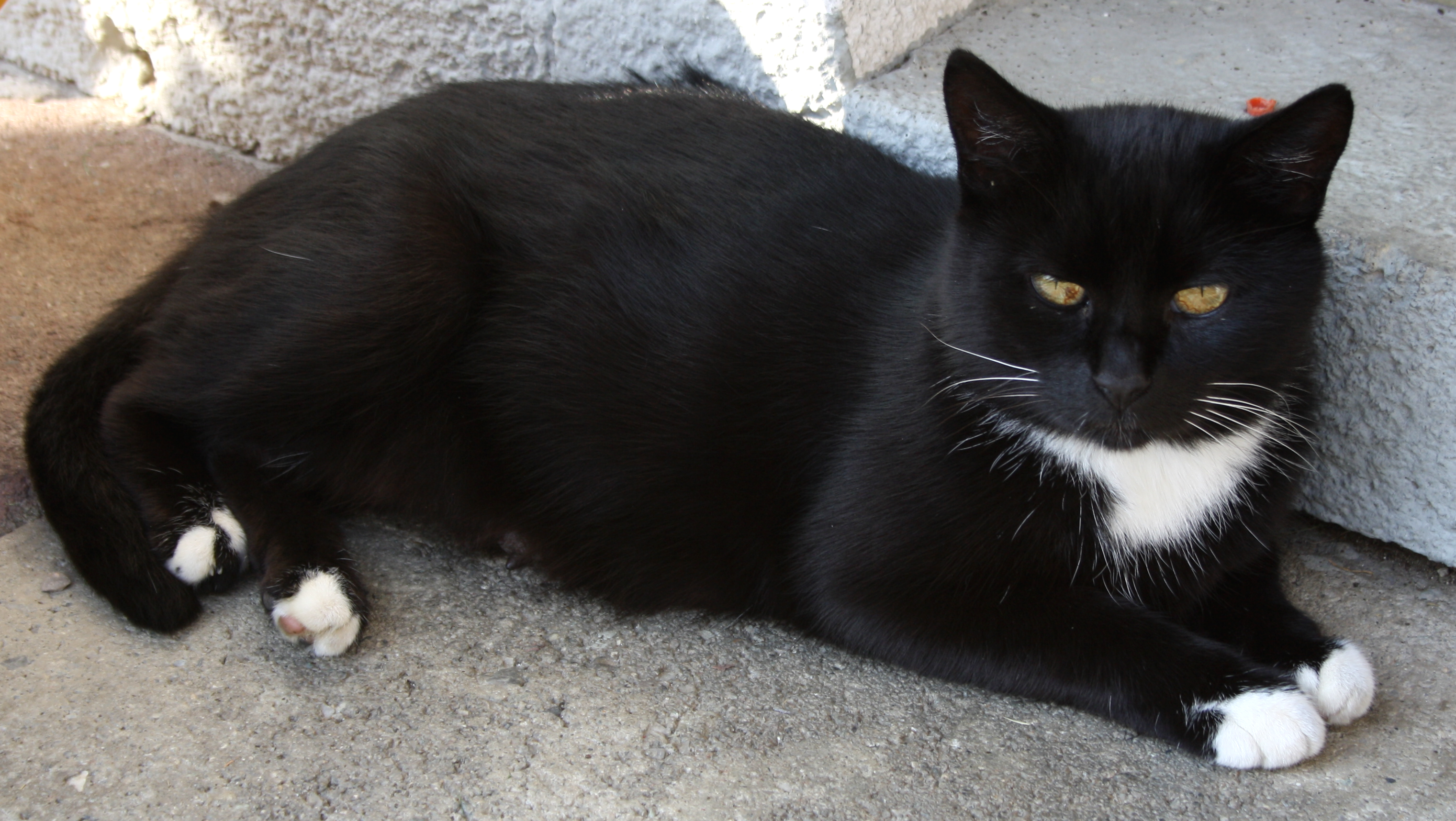 kampeerplaats voor campers - Wintercamping - Oostenrijk - Unsere Haus- und Hofkatze - BioHof Unterfarnwang-Fam. Kaswurm 5550 Radstadt, Farnwangweg 5