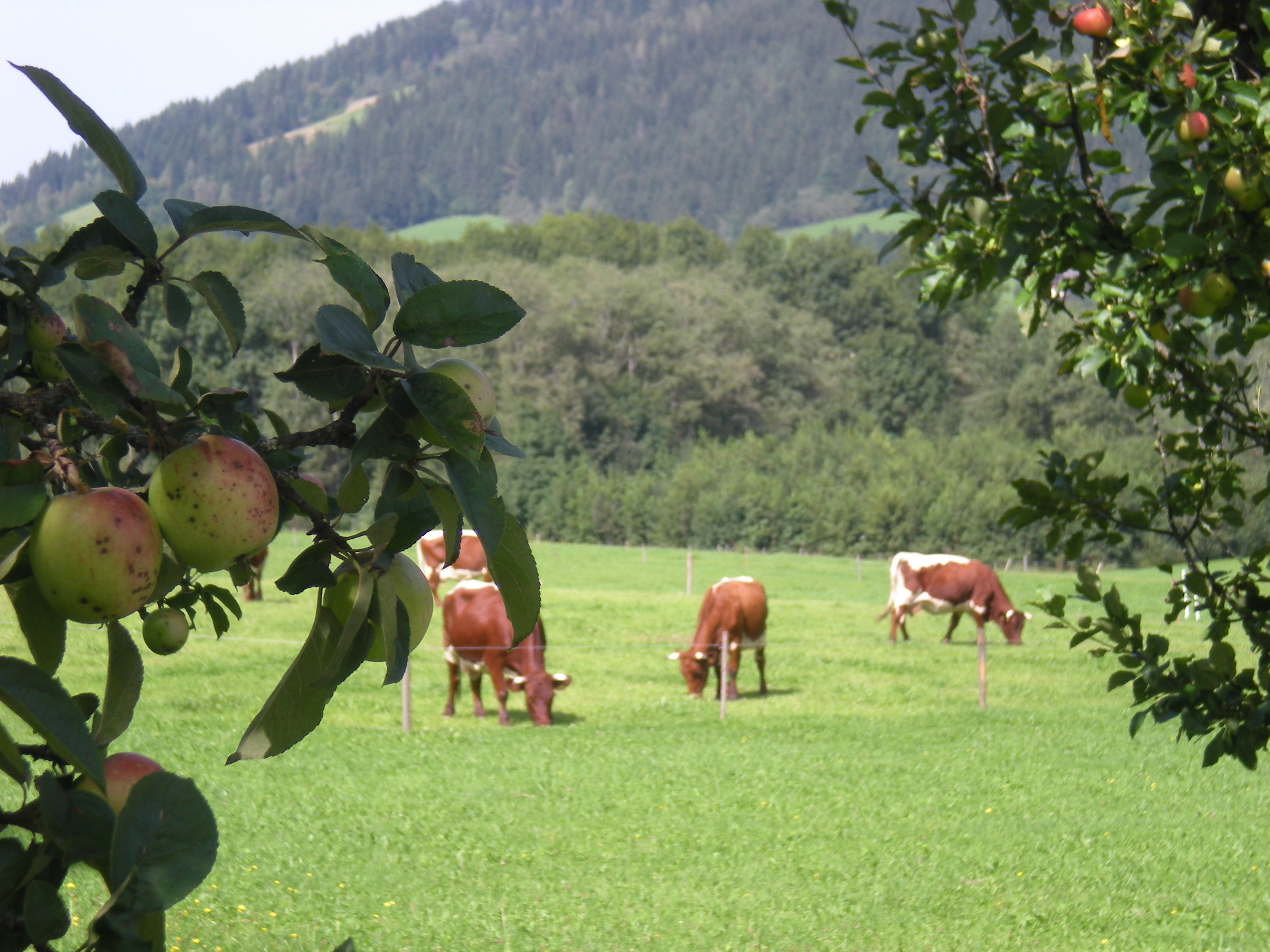 kampeerplaats voor campers - Wintercamping - Oostenrijk - Blick durch den Obstgarten - BioHof Unterfarnwang-Fam. Kaswurm 5550 Radstadt, Farnwangweg 5