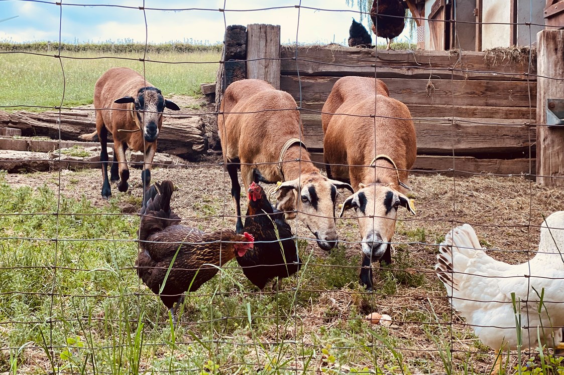 Wohnmobilstellplatz: …wo Huhn und Schaf friedlich beieinander sind - Mini-Ranch 