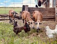 Wohnmobilstellplatz: …wo Huhn und Schaf friedlich beieinander sind - Mini-Ranch 