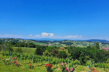 Wohnmobilstellplatz: Weingut und Buschenschank Höfer