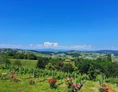 Wohnmobilstellplatz: Weingut und Buschenschank Höfer