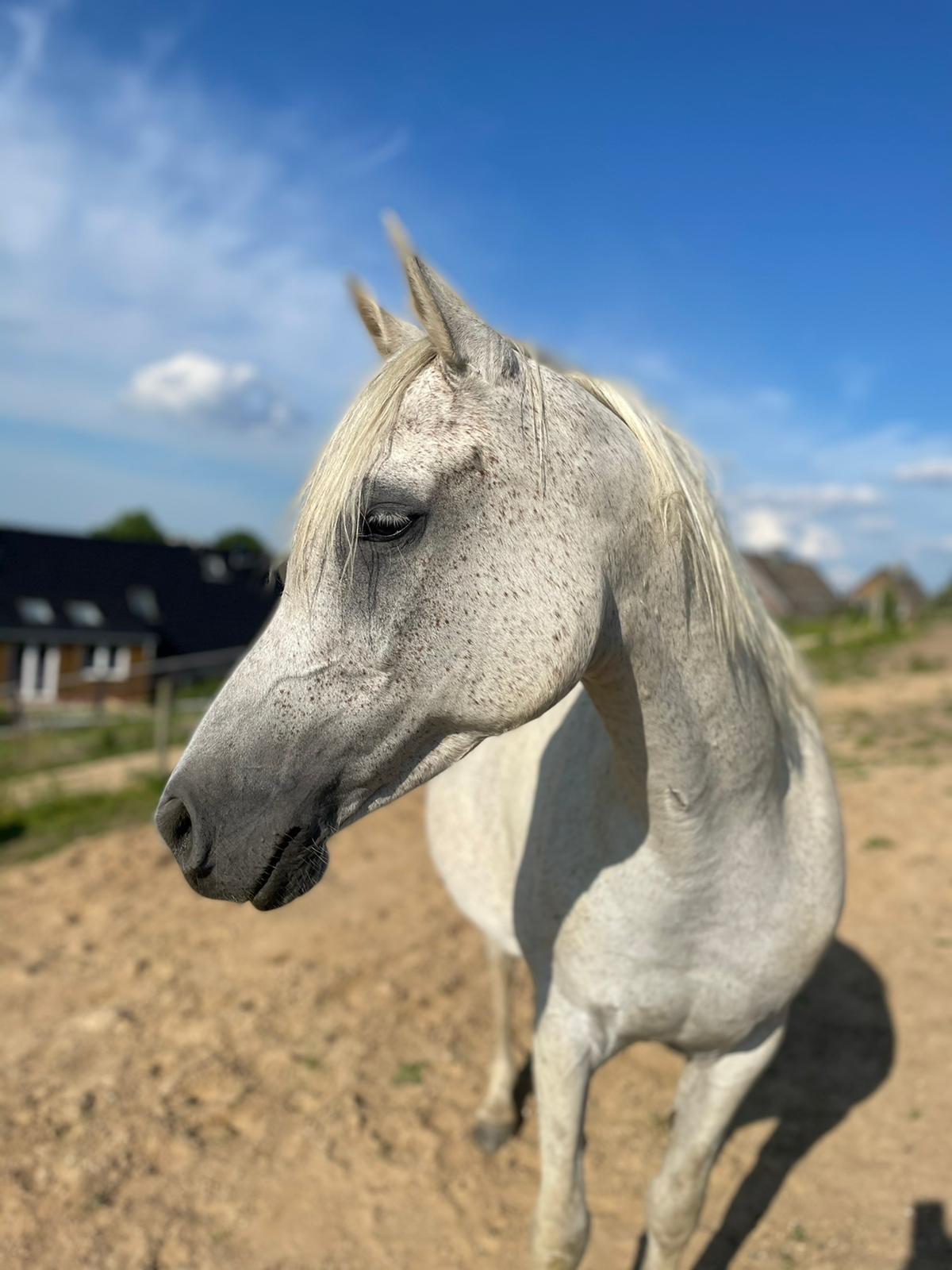 Reisemobilstellplatz: Hof Schlossblick