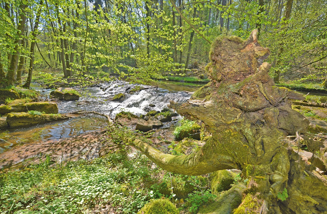 Wohnmobilstellplatz: Wanderweg Rhöner Extratour "Der Thulbataler" mit erwanderbarer Naturpark Kernzone - Naturcamp Thulbatal