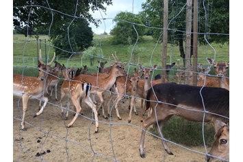 Wohnmobilstellplatz: Unser eigenes Damm  Wild -Gehege  - Wolf s - Schenke - Heuriger