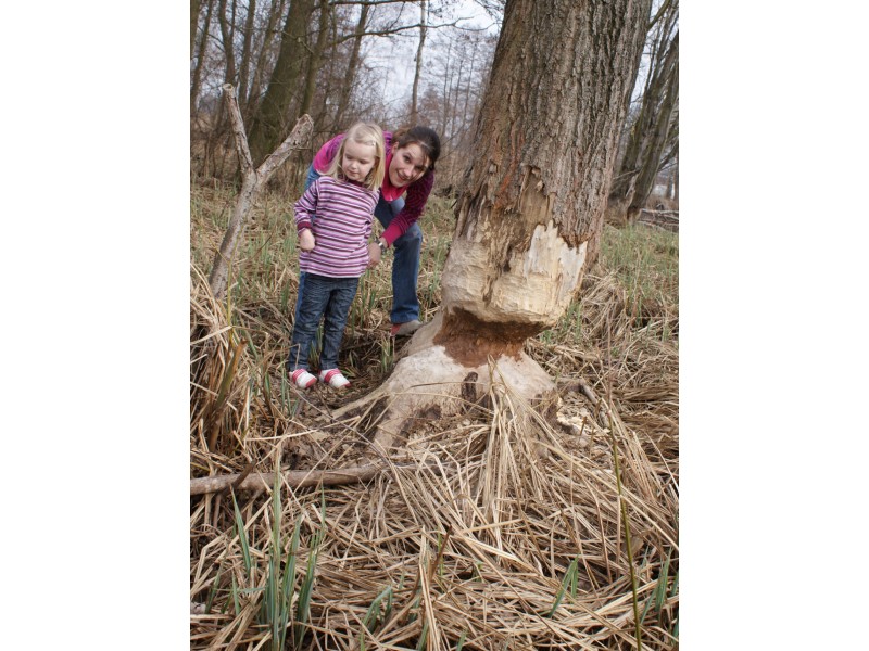 Wohnmobilstellplatz: Auf den Spuren des Bibers - Randow-Floß Camp