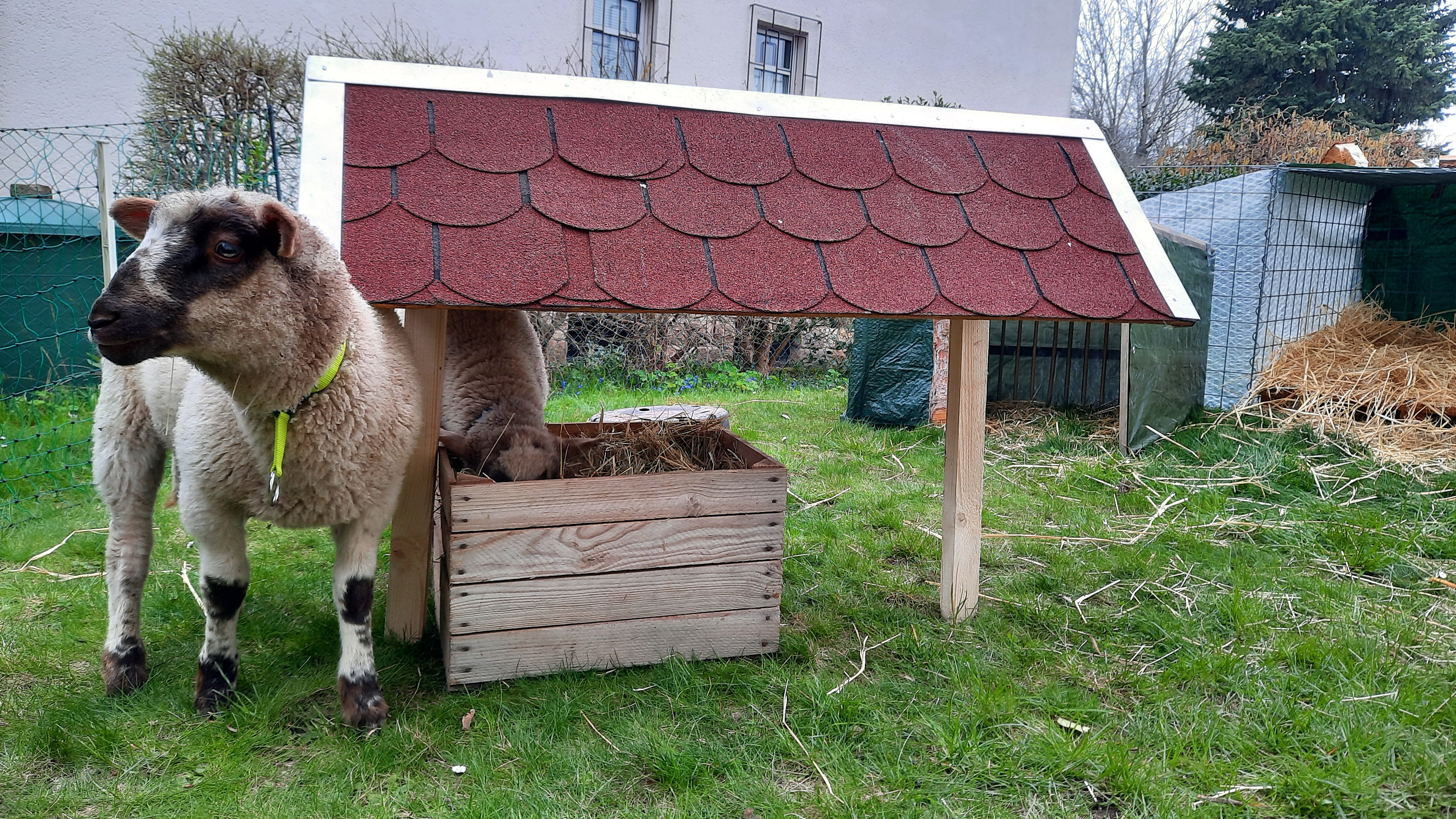 Wohnmobilstellplatz: Stellplatz am Lucknerpark in Dresden mit Schaf und Huhn