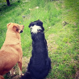 Wohnmobilstellplatz: Das sind unsere beiden Hunde.
Braun ist Luna.
Schwarz ist Jack unser Bordercolli zum Schafe treiben. - Biohof Fraiss  / Sepplbauer 