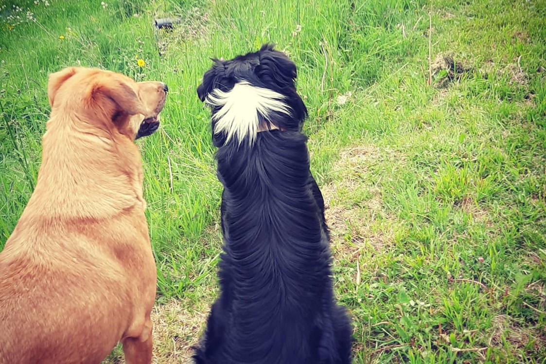 Wohnmobilstellplatz: Das sind unsere beiden Hunde.
Braun ist Luna.
Schwarz ist Jack unser Bordercolli zum Schafe treiben. - Biohof Fraiss  / Sepplbauer 