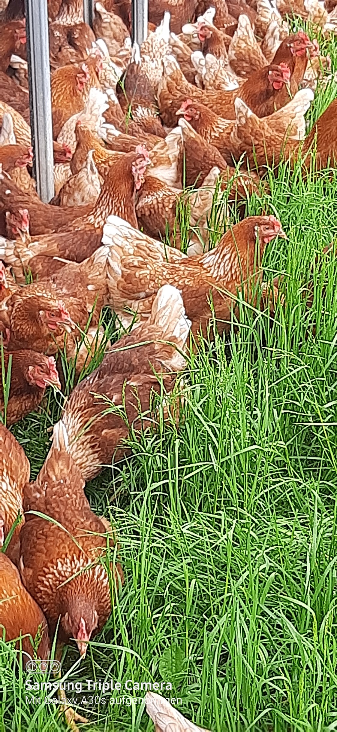 Wohnmobilstellplatz: Unsere Hühner.
Ca. 700 Legehühner mit 13 Hähne dazu.
Sie versorgen uns mit frische Bio Eier. - Biohof Fraiss  / Sepplbauer 