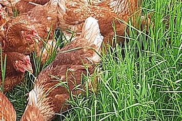 Wohnmobilstellplatz: Unsere Hühner.
Ca. 700 Legehühner mit 13 Hähne dazu.
Sie versorgen uns mit frische Bio Eier. - Biohof Fraiss  / Sepplbauer 