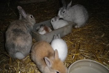 Wohnmobilstellplatz: Kaninchen zum Streicheln - Archehof Fröndenberg