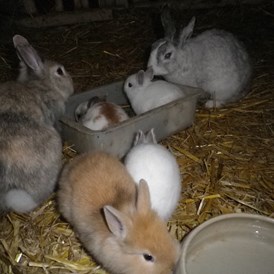 Wohnmobilstellplatz: Kaninchen zum Streicheln - Archehof Fröndenberg