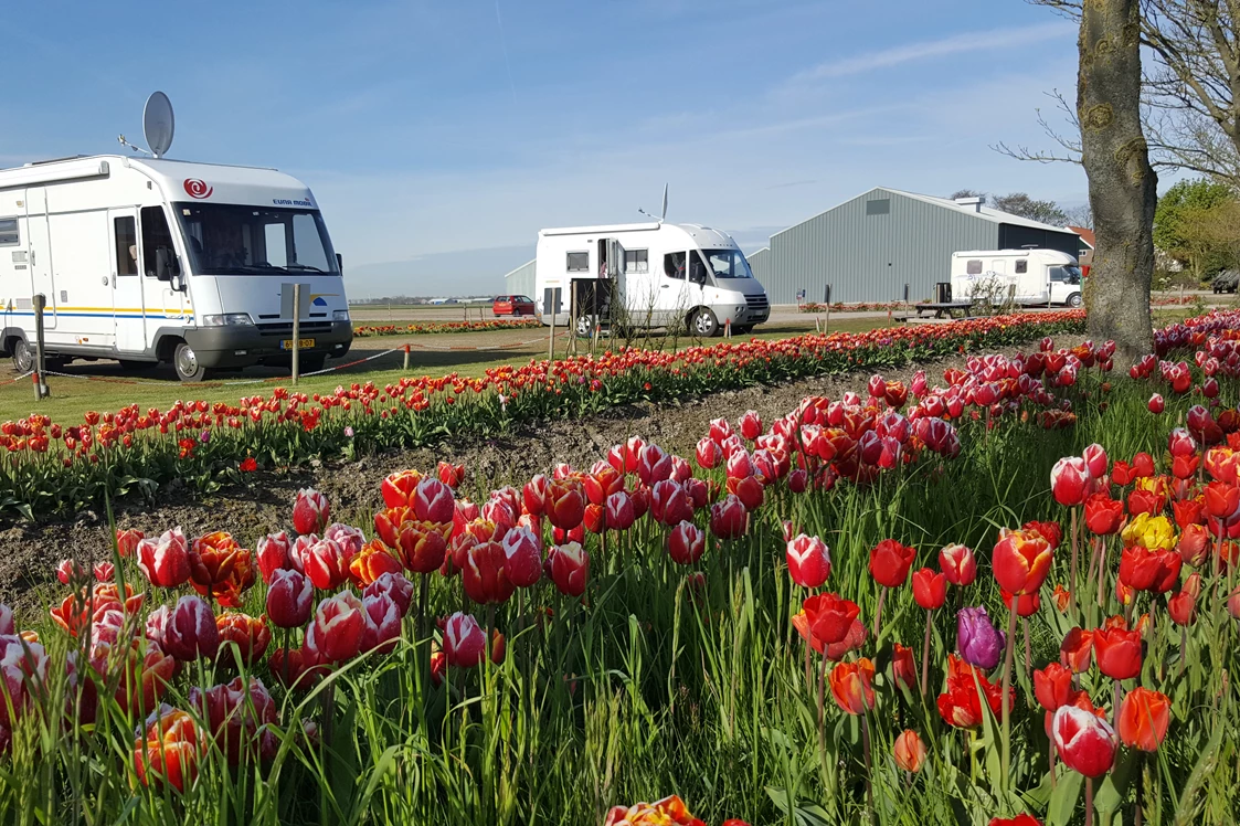 Wohnmobilstellplatz: Stellplatz im Frühling - De Tulpentuin, Tulpengarten