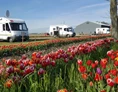 Wohnmobilstellplatz: Stellplatz im Frühling - De Tulpentuin, Tulpengarten