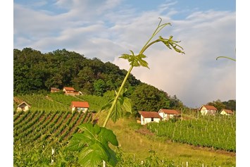 Wohnmobilstellplatz: Naturerlebnis zwischen Wald, Wein und Wiesen