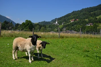 Wohnmobilstellplatz: Ferienbauernhof Bräuhauser