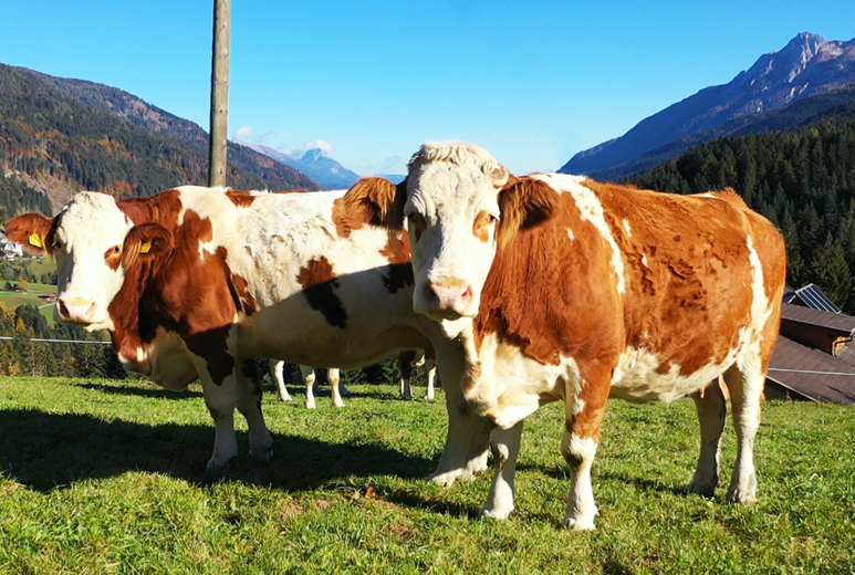 Wohnmobilstellplatz: Wir leben und lieben auch die Berglandwirtschaft seit vielen Generationen und schätzen dessen Rohprodukte, die wir in unserer Betriebsküche verarbeiten dürfen. - Gasthof Lahnerhof