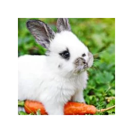 Wohnmobilstellplatz: Joggeli das Kaninchen - Unsere kleine Farm 