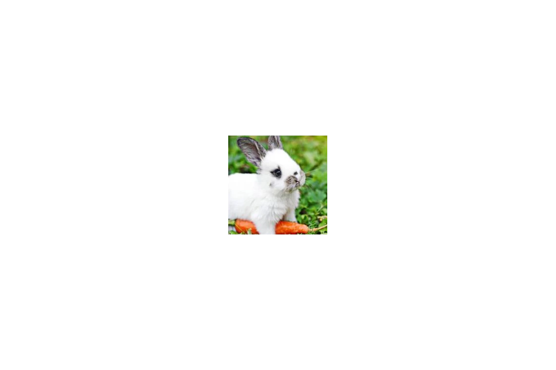 Wohnmobilstellplatz: Joggeli das Kaninchen - Unsere kleine Farm 