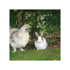 Wohnmobilstellplatz: Cindy das Huhn , Nikita das Kaninchen - Unsere kleine Farm 