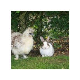 Wohnmobilstellplatz: Cindy das Huhn , Nikita das Kaninchen - Unsere kleine Farm 
