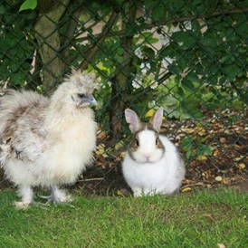 Wohnmobilstellplatz: Der Gnadenhof , unsere kleine Farm - Unsere kleine Farm 