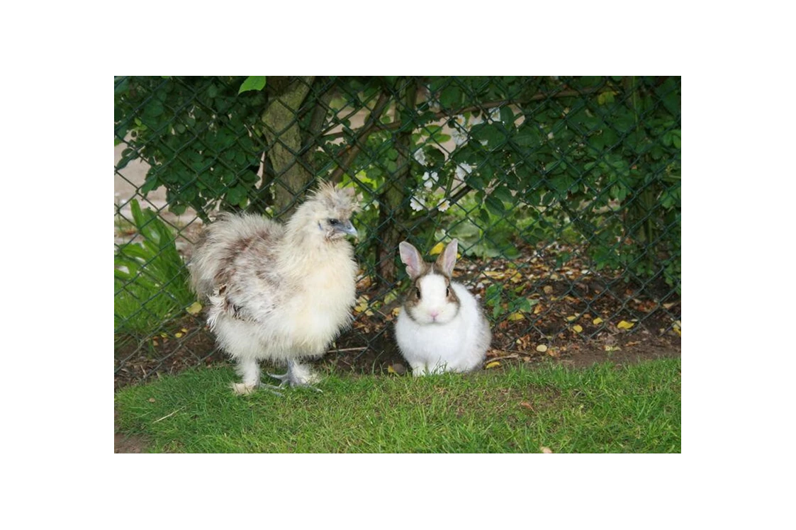 Wohnmobilstellplatz: Der Gnadenhof , unsere kleine Farm - Unsere kleine Farm 