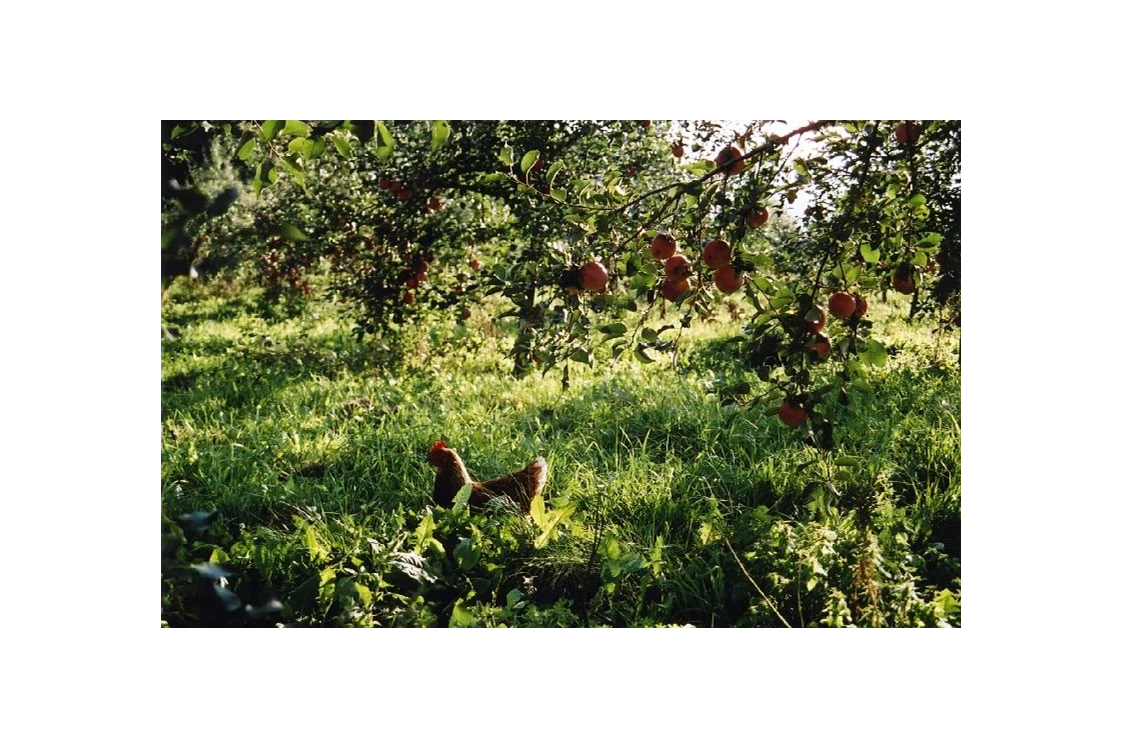 Wohnmobilstellplatz: Der Gnadenhof  - Unsere kleine Farm 