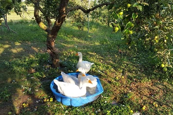 Wohnmobilstellplatz: Der Gnadenhof , unsere kleine Farm , unsere Gänse - Unsere kleine Farm 