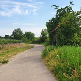 Reisemobilstellplatz: Umgebung Rad-Wanderweg - Reisemobilstellplatz Guntersblum