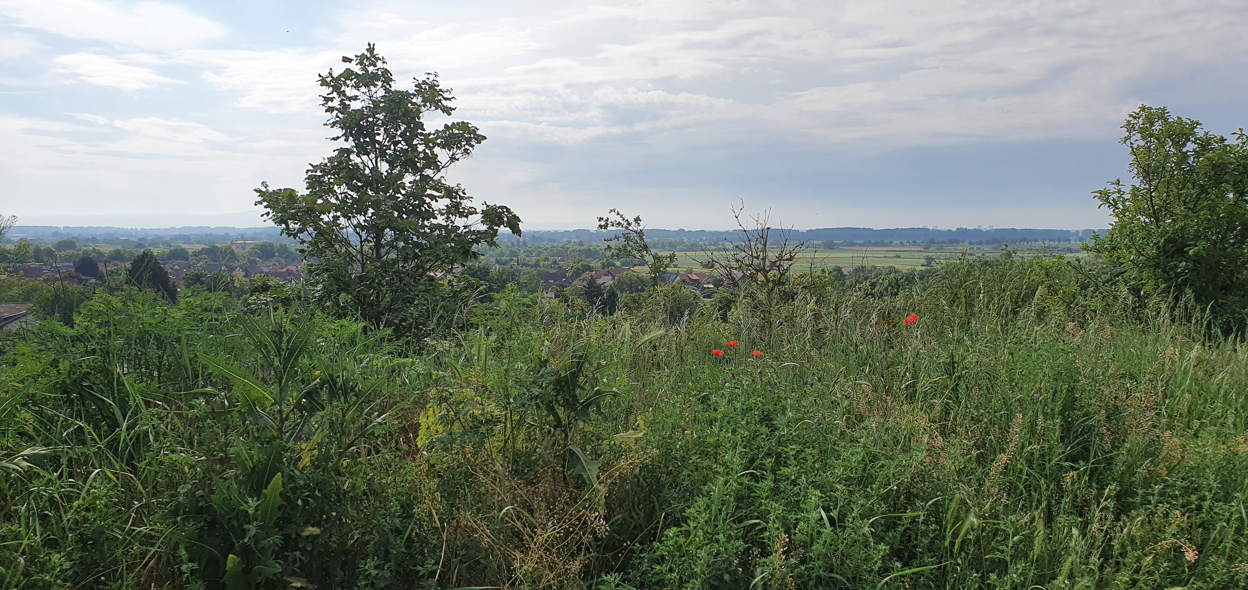 Wohnmobilstellplatz: Reisemobilstellplatz Guntersblum