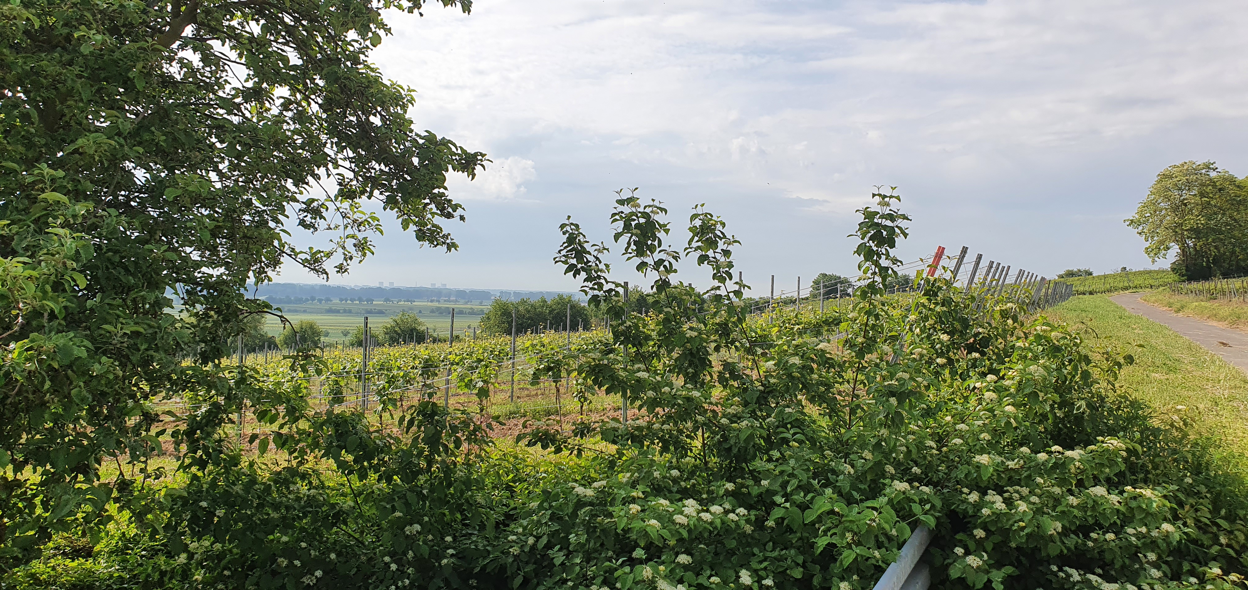 Wohnmobilstellplatz: Reisemobilstellplatz Guntersblum