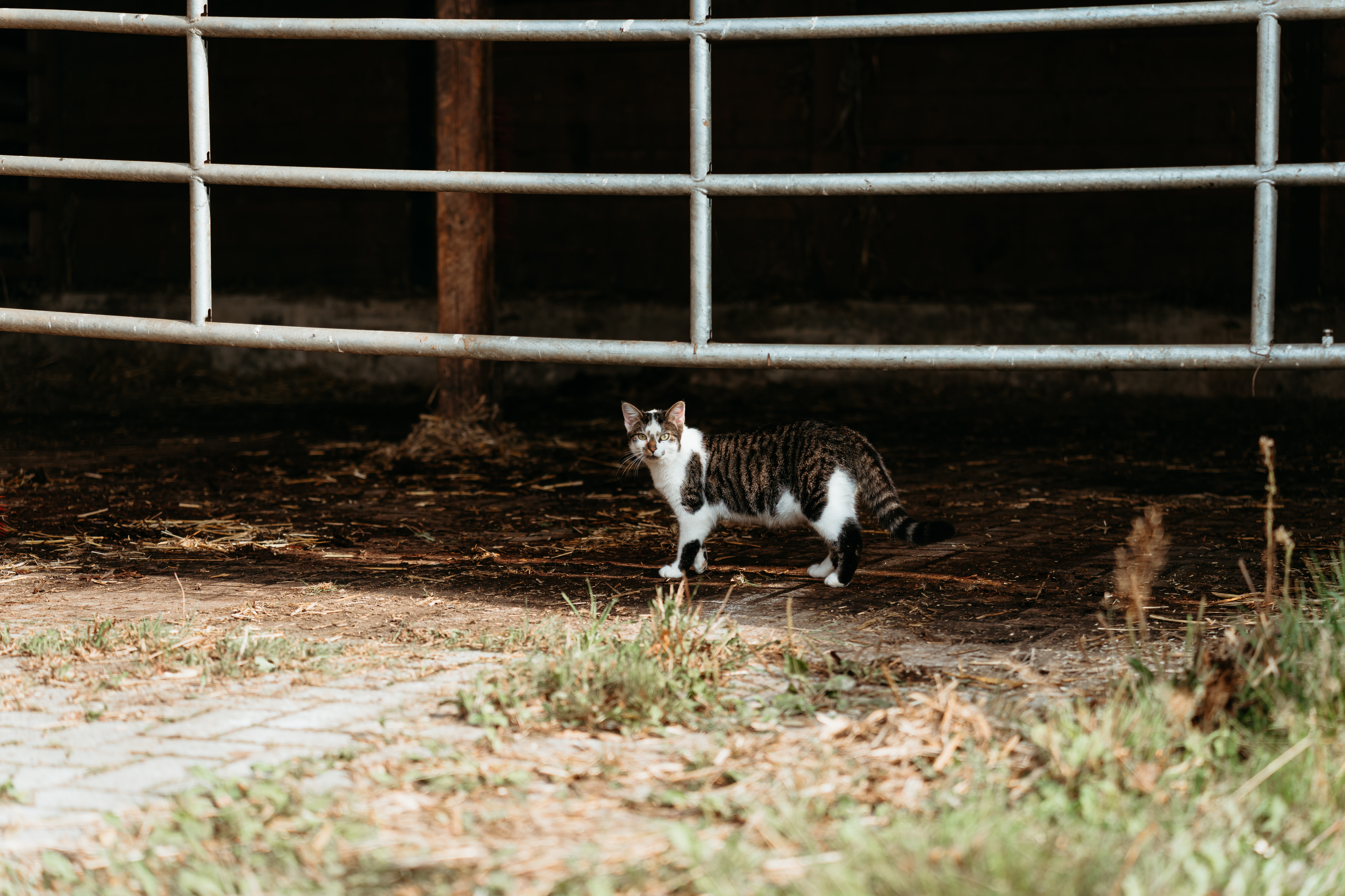 Wohnmobilstellplatz: Die Katzen freuen sich über Streicheleinheiten - Hof am Kolk