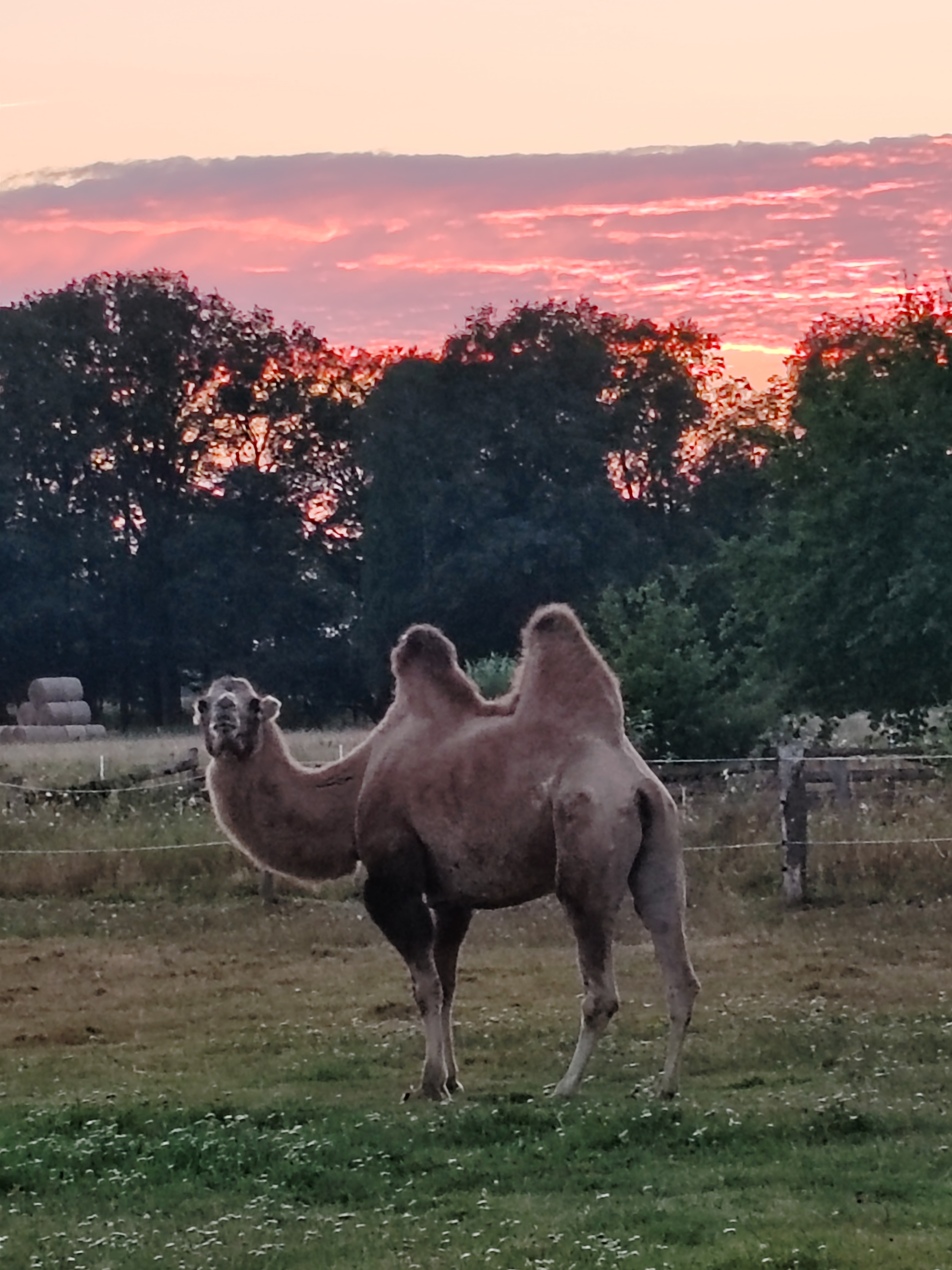 Reisemobilstellplatz - Langendorf (Lüchow-Dannenberg) - Kamele im Wendland