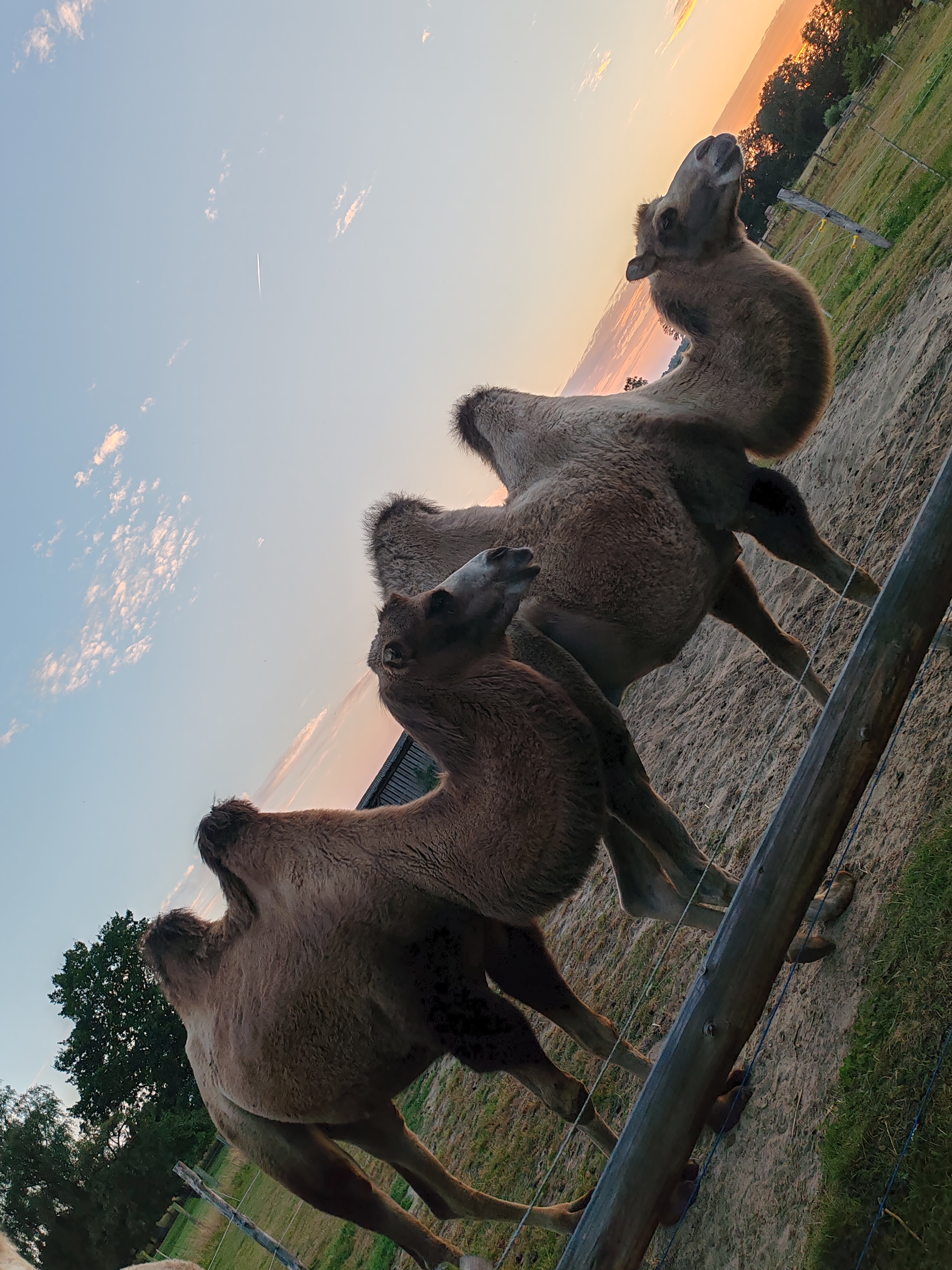 Reisemobilstellplatz - Langendorf (Lüchow-Dannenberg) - Kamele im Wendland