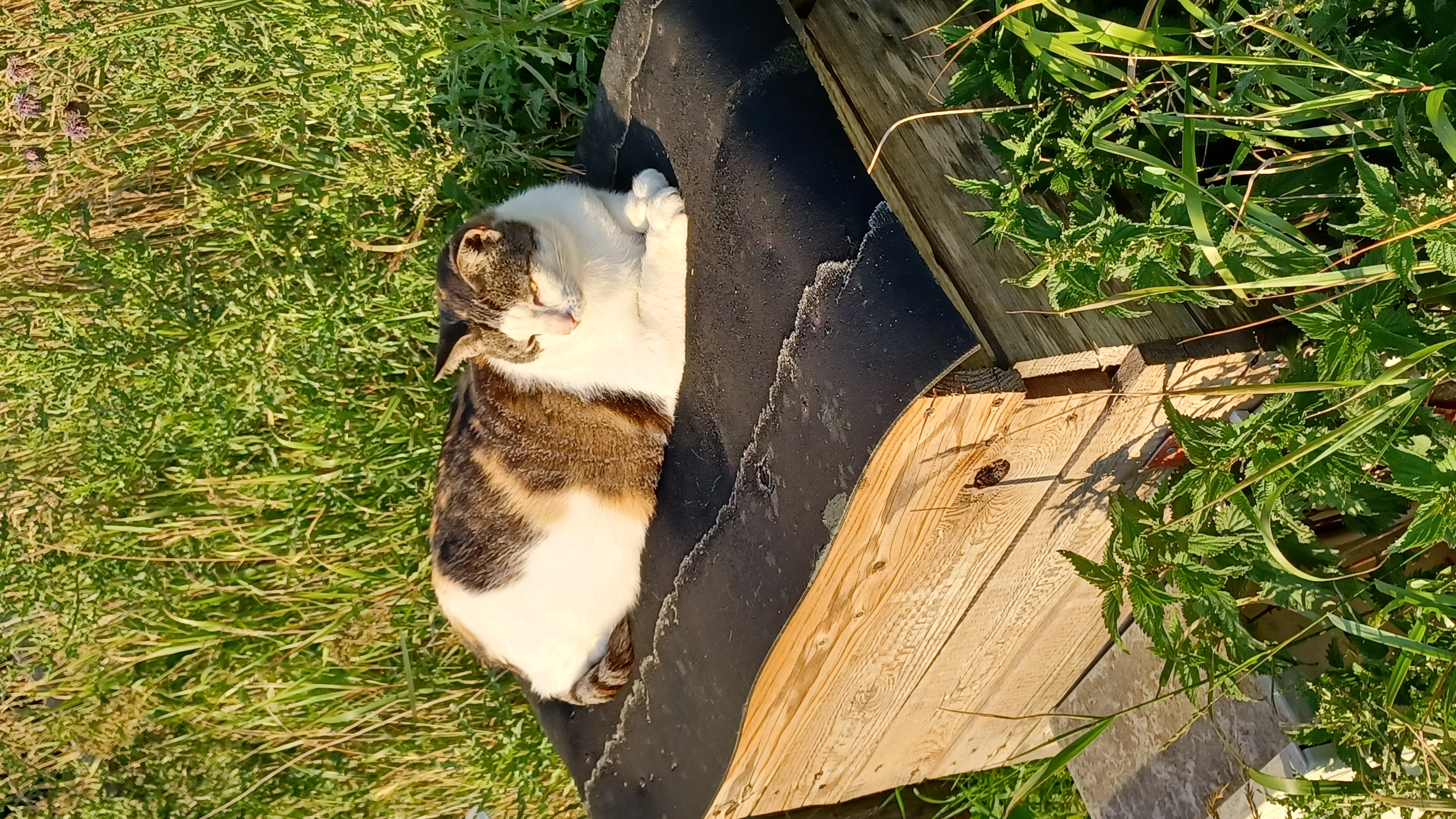 Wohnmobilstellplatz: Wir haben Katzen, Kitty liegt hier im Sonne  - Daler Camping